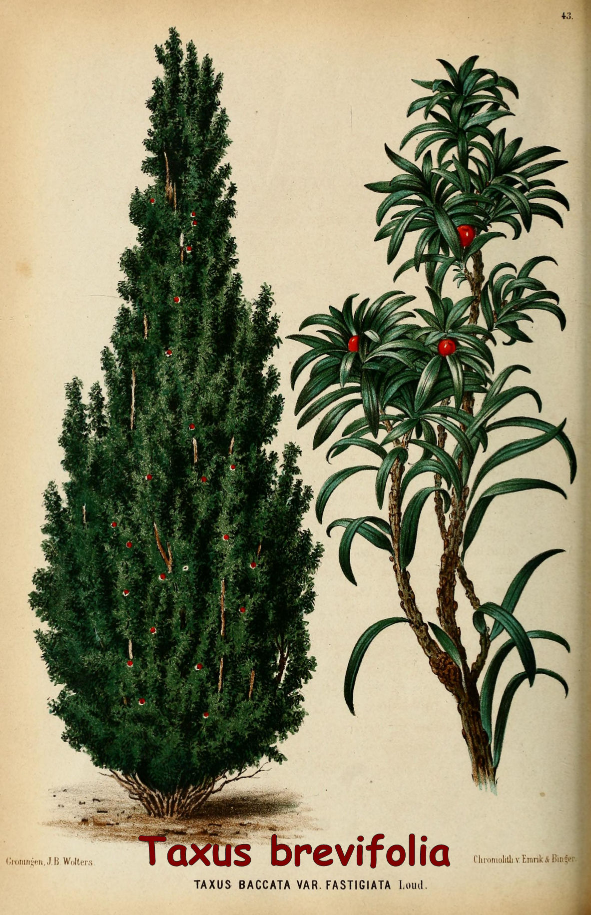 Taxus brevifolia